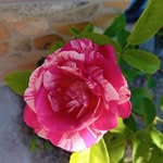 Floarea Popa - @floarea766 - Instagram