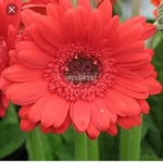 flor arango - @florurtado - Instagram