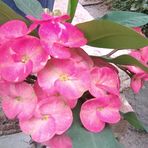 Flor Arbelaez - Facebook