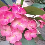 Flor Arbelaez - @arbelaez_flor - Instagram
