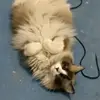 Flor Arredondo - @flor.arred - TikTok