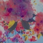 Flor Arredondo - @dulce_floweer - Instagram