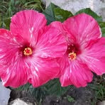 Flor Barrera - Facebook