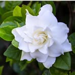 Flor Casas - Facebook