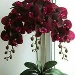 Flor Chinchilla - @flor68478 - Instagram