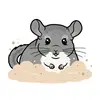Flora's Chinchillas for sale - @floras.chinchilla - TikTok