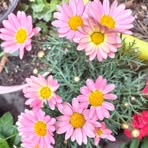 Flor Cordero - Facebook