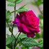 Flor Cruz - @florcruz5983 - TikTok
