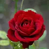 Flor Delgado - @flor.delgado0280 - TikTok