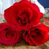 Flor Mejia - @flor.mejia64 - TikTok