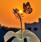 Flor Pinzón - Facebook