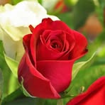 Flor Rendon - Facebook