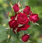 Flor Roca - Facebook