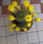 Flor Roque - Facebook