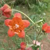 florroque626 - @florroque626 - TikTok