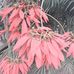 Flor y Rosas - Facebook