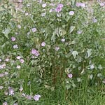 Florecita💗 - @flo.rross - Instagram