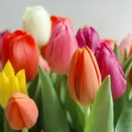 Flor Scott - Facebook