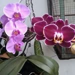 Flor Thomas de Alarcón - @flor_thomas12 - Instagram