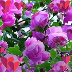 Flor Vaca - @florvaca63 - Instagram