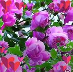 Flor Vaca - Facebook