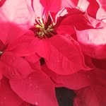 Flor Valadez - @valadez7340 - Instagram