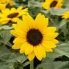 Flor Vera - @flor.vera138 - TikTok
