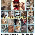 Flor Vera Cuellar - @flor.vera.elhogardepeluche - Instagram