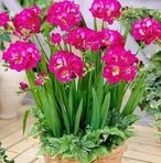 Flora Avila - Facebook