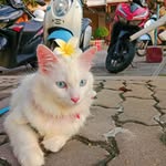 Flora Coca Cola Bacon Phoophithan Desai - @bacon_flora_coca_cola - Instagram