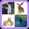 ❤️Flora-and- Benjamin🤗🐰 - @thebunnygirl06 - TikTok
