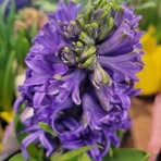 Blume Flora - Facebook
