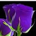 Flora Castro - Facebook
