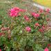 Flora Chavez - Facebook