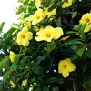Flora Corona Muñoz - @floracoronamuñoz - TikTok