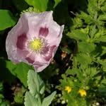 floracorona - @floracorona2 - Instagram