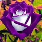 Flora Cortez - @cortezflora - Instagram