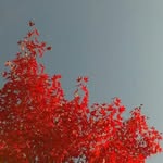플로라 - @floraday - Instagram