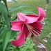 Flora Downing - Facebook