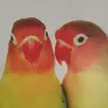 floradufour6 - @floradufour6 - TikTok