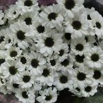 marc - @falcon_flora - Instagram