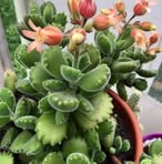 Flora Ferrante - Facebook
