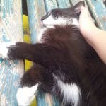 Flora Fields - @shinyappset - Instagram