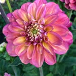 Jeff - @flora_fields_pnw - Instagram