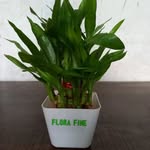 Flora Fine - @florafine71 - Instagram