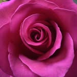 FLORA Fine Flowers & Events - @instafloratampa - Instagram