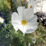 Martina Rießland - @flor.afine - Instagram