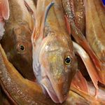 flora fish - @florafishurk - Instagram