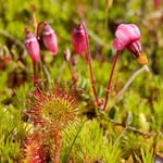 @flintundflora - Instagram