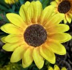 Flora Flowers - Facebook